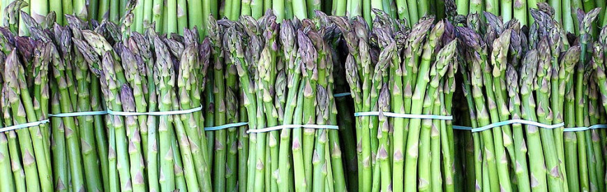 Bunches of asparagus ready for freezing, drying, or canning.