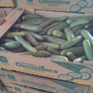 Local Cucumbers (Hydroponic)