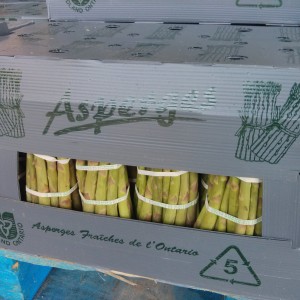 Local Asparagus, No. 1 Long - 28lbs