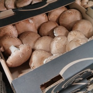 5lb box of local portobello mushrooms