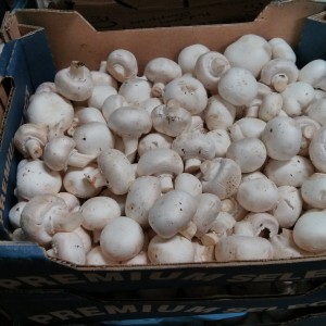 White Button Mushrooms